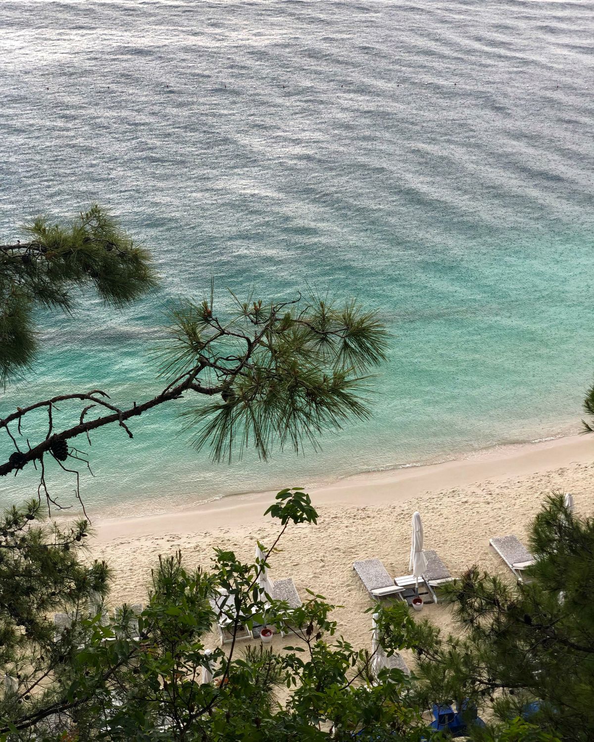 Wide sandy beach at Sarıgerme backed by pine trees