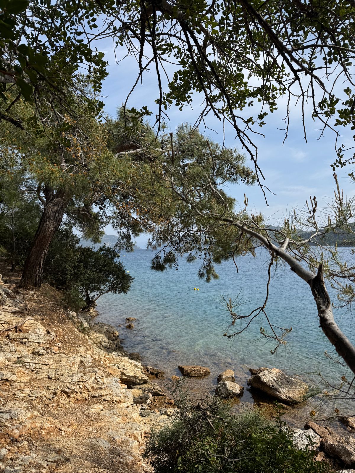 Turkish red pines growing right down to a clear-water shoreline on the Muğla coast, headlands beyond